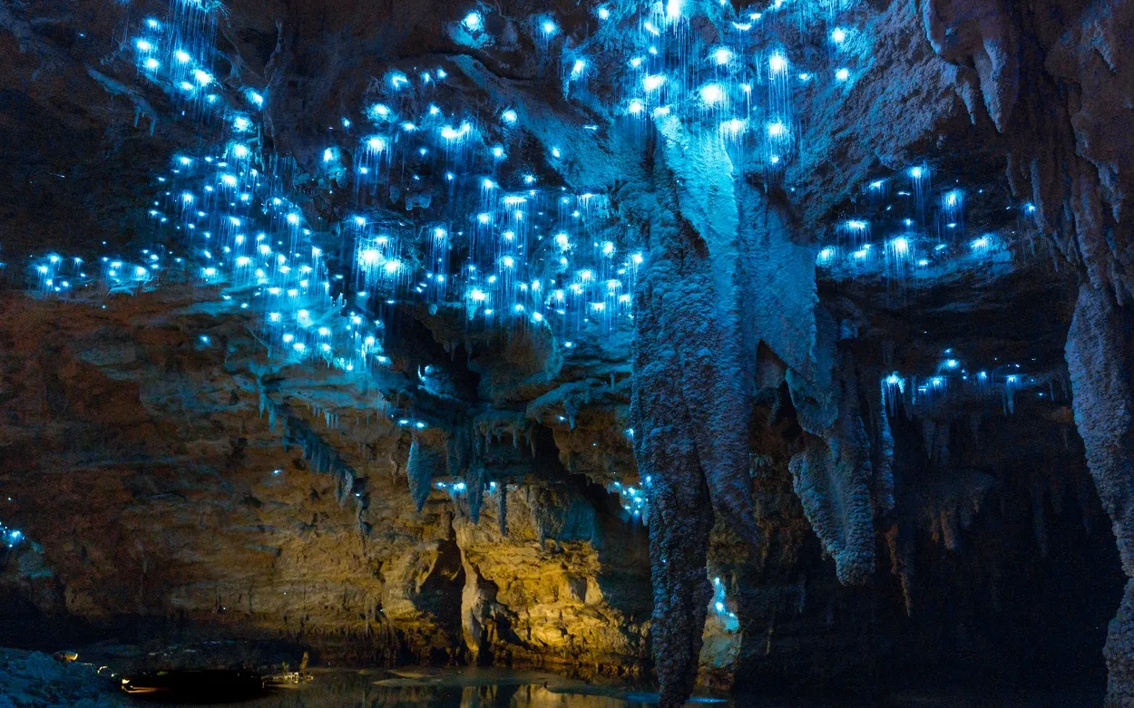 Image de Les grottes de Waitomo